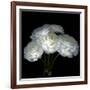 White Ranunculus Bouquet-Magda Indigo-Framed Photographic Print