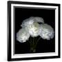 White Ranunculus Bouquet-Magda Indigo-Framed Photographic Print