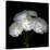 White Ranunculus Bouquet-Magda Indigo-Stretched Canvas