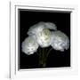 White Ranunculus Bouquet-Magda Indigo-Framed Photographic Print