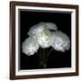 White Ranunculus Bouquet-Magda Indigo-Framed Photographic Print