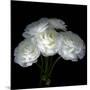 White Ranunculus Bouquet-Magda Indigo-Mounted Photographic Print