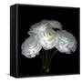 White Ranunculus Bouquet-Magda Indigo-Framed Stretched Canvas