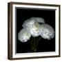 White Ranunculus Bouquet-Magda Indigo-Framed Photographic Print