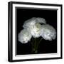 White Ranunculus Bouquet-Magda Indigo-Framed Photographic Print