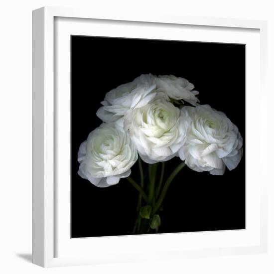 White Ranunculus Bouquet-Magda Indigo-Framed Photographic Print