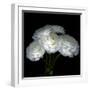 White Ranunculus Bouquet-Magda Indigo-Framed Photographic Print