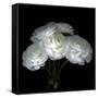 White Ranunculus Bouquet-Magda Indigo-Framed Stretched Canvas