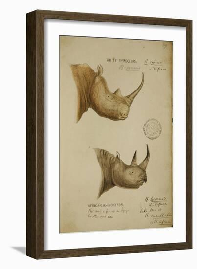 White Rhino and African Rhino, C.1860-John Hanning Speke-Framed Giclee Print