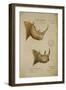 White Rhino and African Rhino, C.1860-John Hanning Speke-Framed Giclee Print