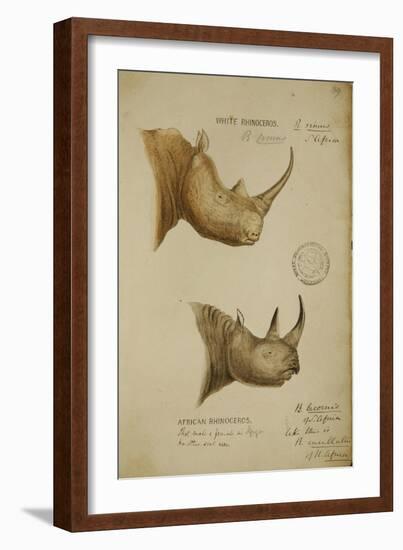 White Rhino and African Rhino, C.1860-John Hanning Speke-Framed Giclee Print