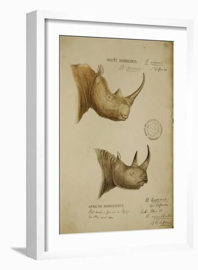 White Rhino and African Rhino, C.1860-John Hanning Speke-Framed Giclee Print