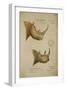 White Rhino and African Rhino, C.1860-John Hanning Speke-Framed Giclee Print