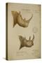 White Rhino and African Rhino, C.1860-John Hanning Speke-Stretched Canvas