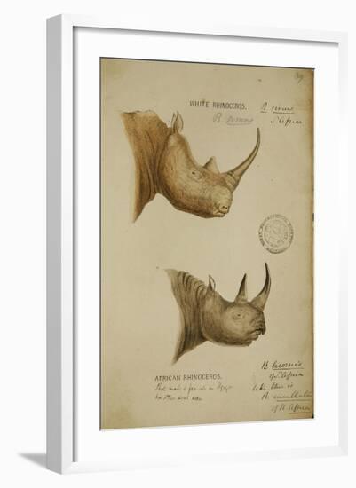 White Rhino and African Rhino, C.1860-John Hanning Speke-Framed Giclee Print