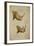 White Rhino and African Rhino, C.1860-John Hanning Speke-Framed Giclee Print