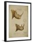 White Rhino and African Rhino, C.1860-John Hanning Speke-Framed Giclee Print