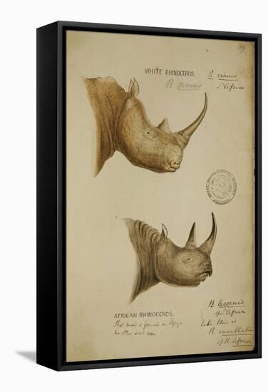 White Rhino and African Rhino, C.1860-John Hanning Speke-Framed Stretched Canvas