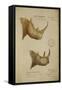White Rhino and African Rhino, C.1860-John Hanning Speke-Framed Stretched Canvas