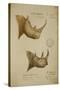 White Rhino and African Rhino, C.1860-John Hanning Speke-Stretched Canvas