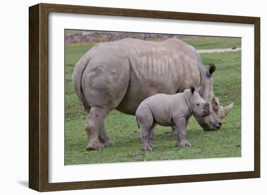 White Rhino and Baby-Lantern Press-Framed Art Print