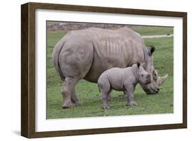 White Rhino and Baby-Lantern Press-Framed Art Print