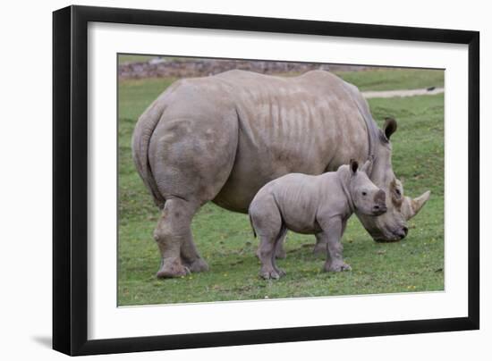 White Rhino and Baby-Lantern Press-Framed Art Print