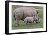 White Rhino and Baby-Lantern Press-Framed Art Print