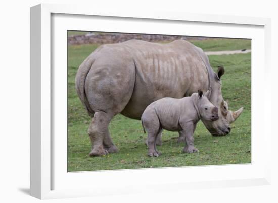 White Rhino and Baby-Lantern Press-Framed Art Print