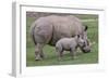 White Rhino and Baby-Lantern Press-Framed Art Print