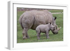 White Rhino and Baby-Lantern Press-Framed Art Print