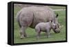 White Rhino and Baby-Lantern Press-Framed Stretched Canvas