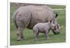 White Rhino and Baby-Lantern Press-Framed Art Print