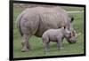 White Rhino and Baby-Lantern Press-Framed Art Print