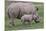 White Rhino and Baby-Lantern Press-Mounted Premium Giclee Print