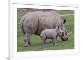 White Rhino and Baby-Lantern Press-Framed Art Print