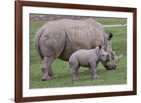 White Rhino and Baby-Lantern Press-Framed Art Print