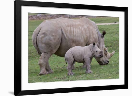 White Rhino and Baby-Lantern Press-Framed Art Print