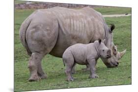 White Rhino and Baby-Lantern Press-Mounted Art Print