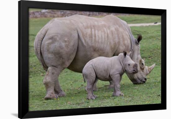 White Rhino and Baby-Lantern Press-Framed Art Print