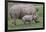 White Rhino and Baby-Lantern Press-Framed Art Print