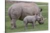 White Rhino and Baby-Lantern Press-Stretched Canvas