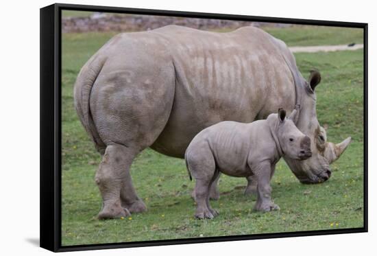 White Rhino and Baby-Lantern Press-Framed Stretched Canvas