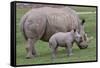 White Rhino and Baby-Lantern Press-Framed Stretched Canvas