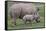 White Rhino and Baby-Lantern Press-Framed Stretched Canvas