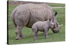 White Rhino and Baby-Lantern Press-Stretched Canvas
