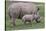 White Rhino and Baby-Lantern Press-Stretched Canvas