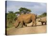 White Rhino and Calf, Ithala Game Reserve, Kwazulu Natal, South Africa-Toon Ann & Steve-Stretched Canvas