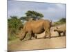 White Rhino and Calf, Ithala Game Reserve, Kwazulu Natal, South Africa-Toon Ann & Steve-Mounted Photographic Print