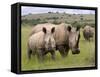 White Rhino, and Calf, Ithala Game Reserve, Kwazulu Natal, South Africa-Toon Ann & Steve-Framed Stretched Canvas